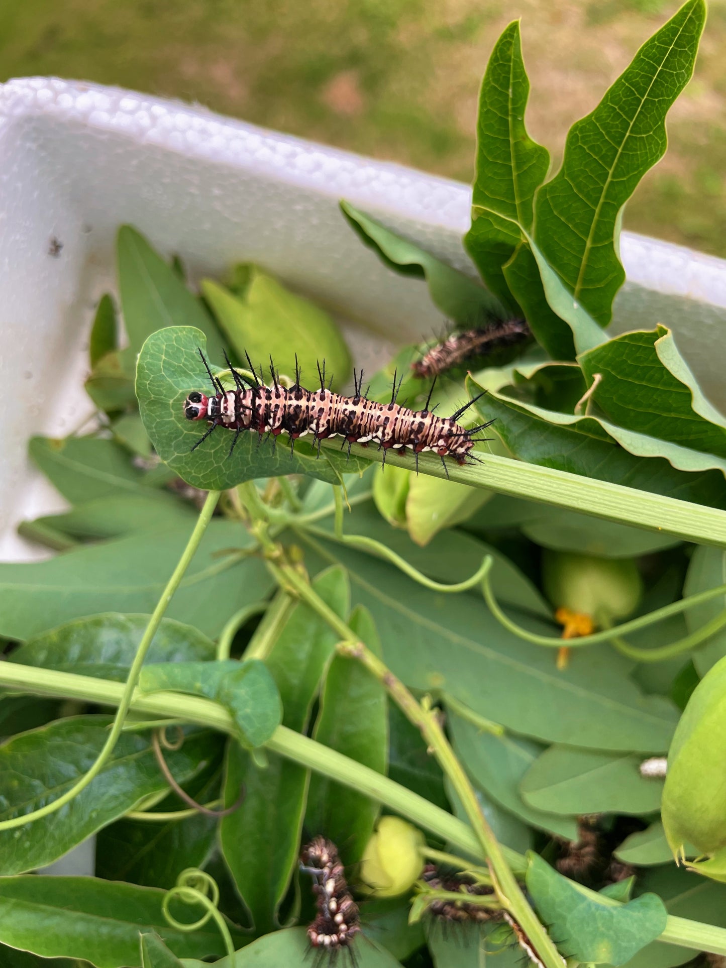 Red Flame Butterfly EGGS/LARVAE (Dryas julia)