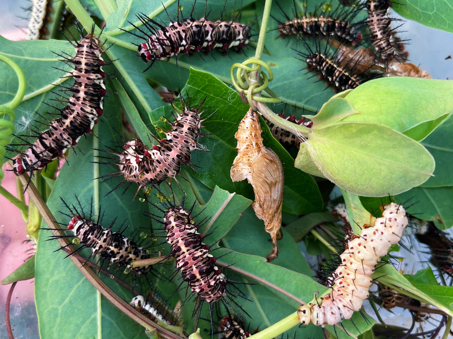 Assorted Longwing EGGS/LARVAE (Heliconiidae)