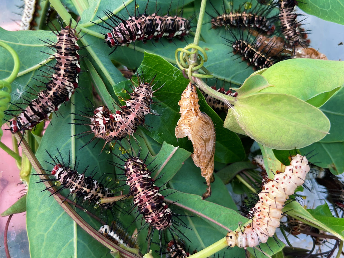 Caring for Eggs and Raising Caterpillars - Butterflies and Moths – Bugs ...