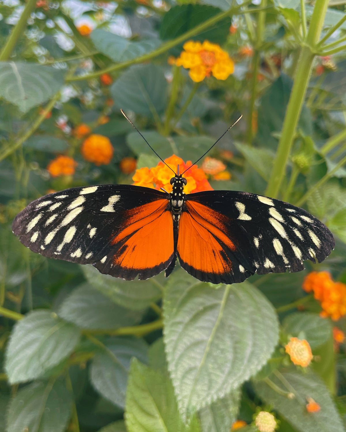 Tiger Longwing PUPAE (Heliconius hecale)