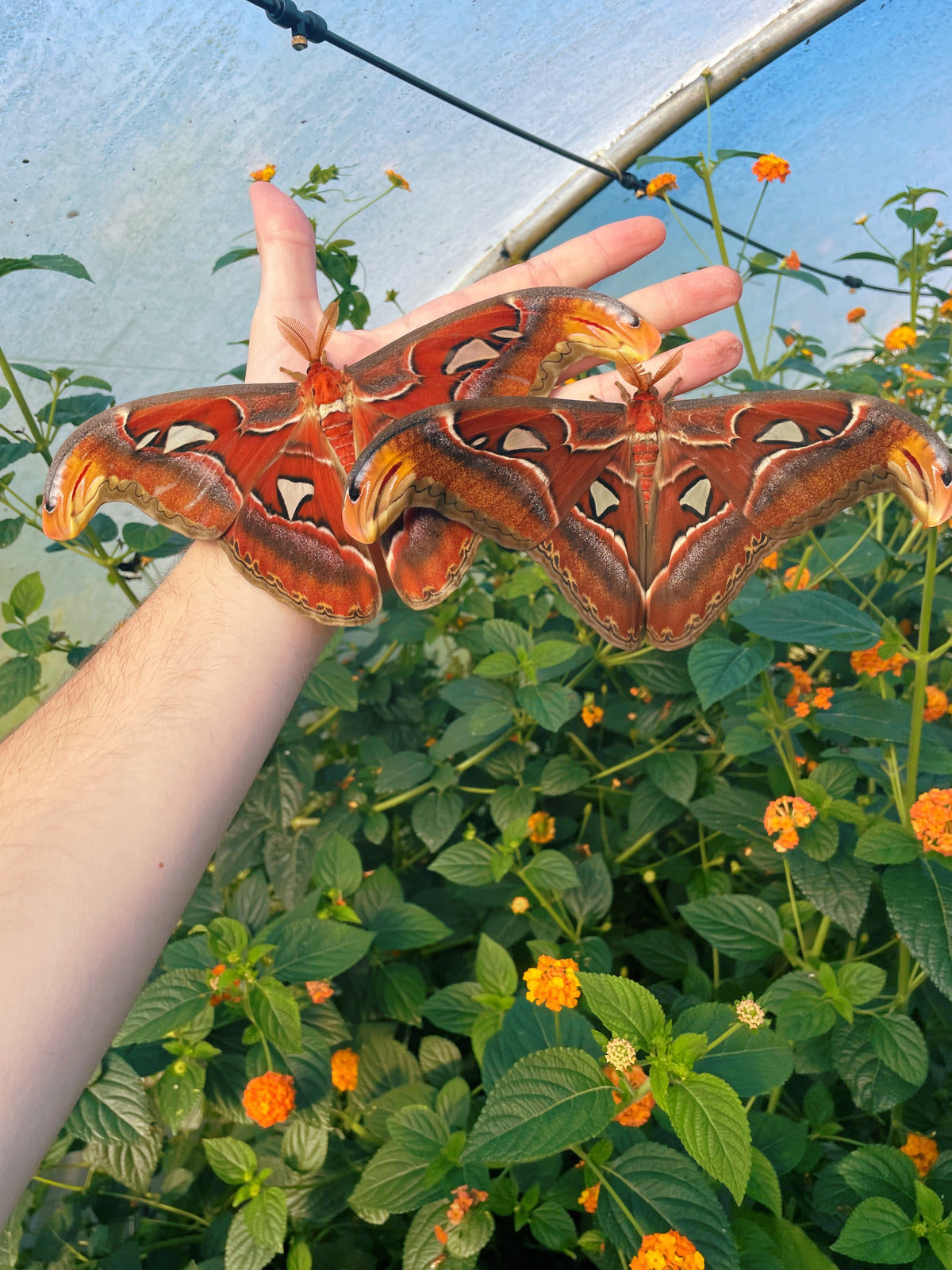 Giant Atlas Moth COCOONS (Attacus atlas)