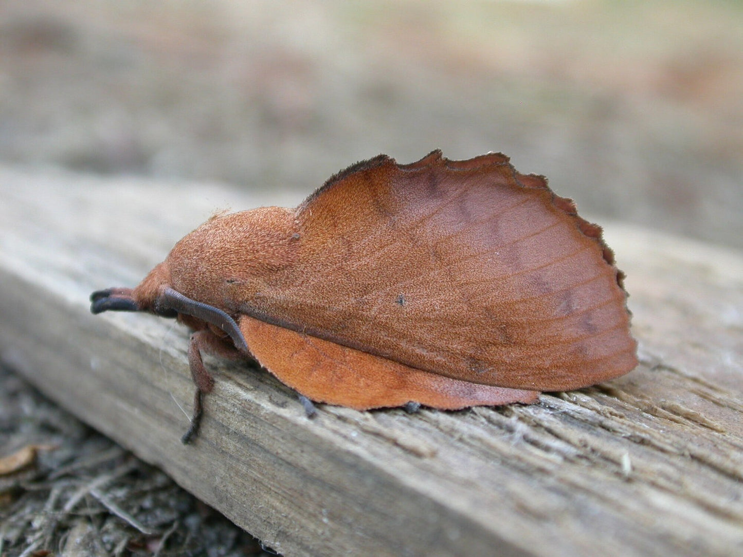 Lappet Moth CATERPILLARS (Gastropacha quercifolia)