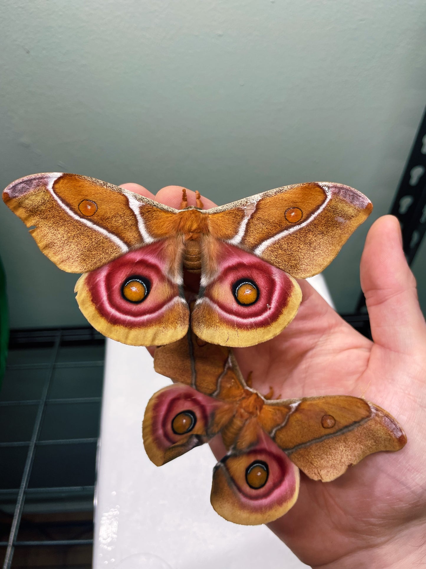Madagascan Bullseye Moth COCOONS (Antherina suraka)