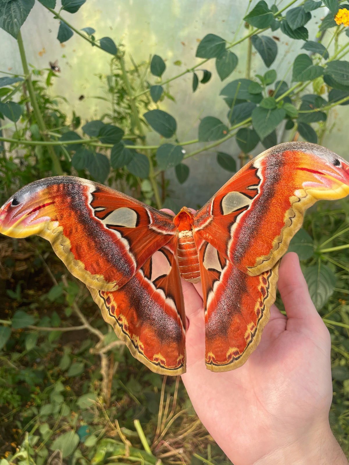 Giant Atlas Moth EGGS (Attacus atlas)