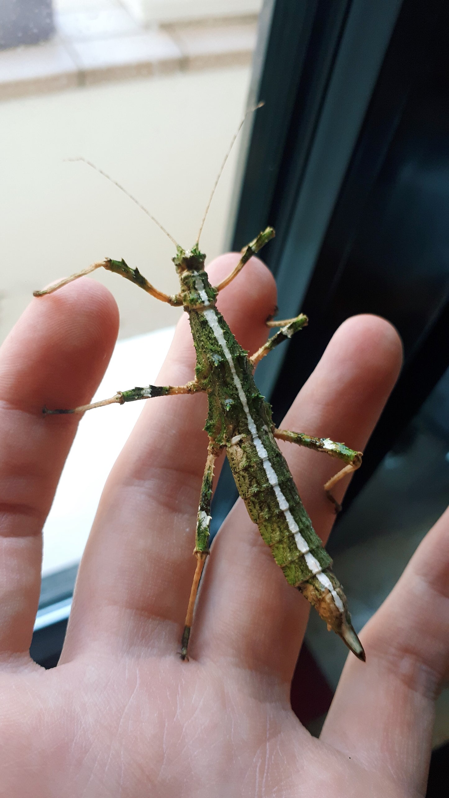 Sunny Stick Insect EGGS (Sungaya inexpectata)