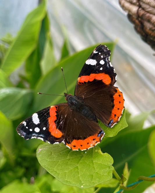Red Admiral Butterfly EGGS (Vanessa atalanta)