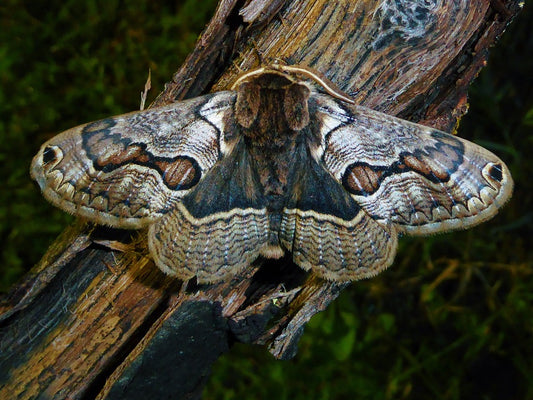 European Owl Moth EGGS (Acanthobrahmaea europaea)
