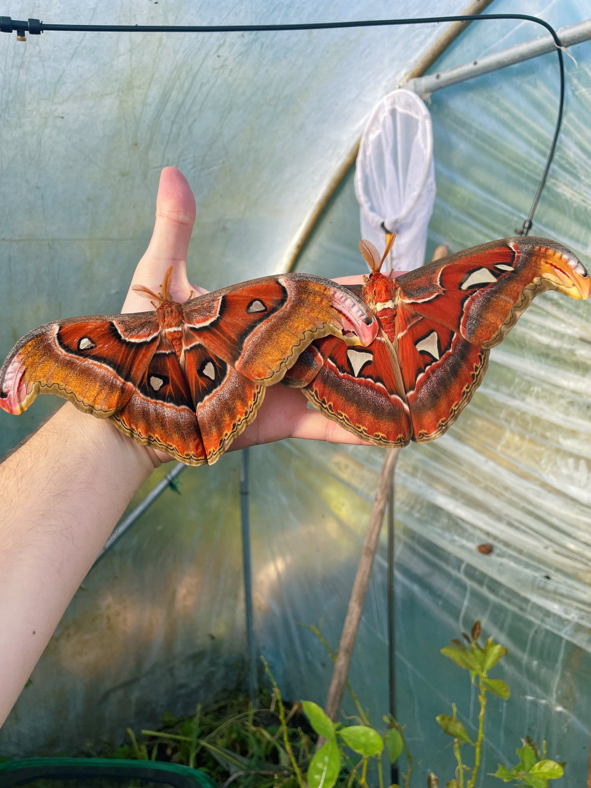 Philippine Atlas Moth EGGS (Attacus lorquinii)