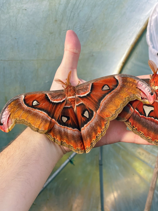 Philippine Atlas Moth EGGS (Attacus lorquinii)
