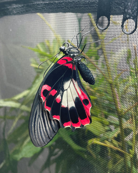 Scarlet Mormon Swallowtail PUPAE (Papilio rumanzovia)