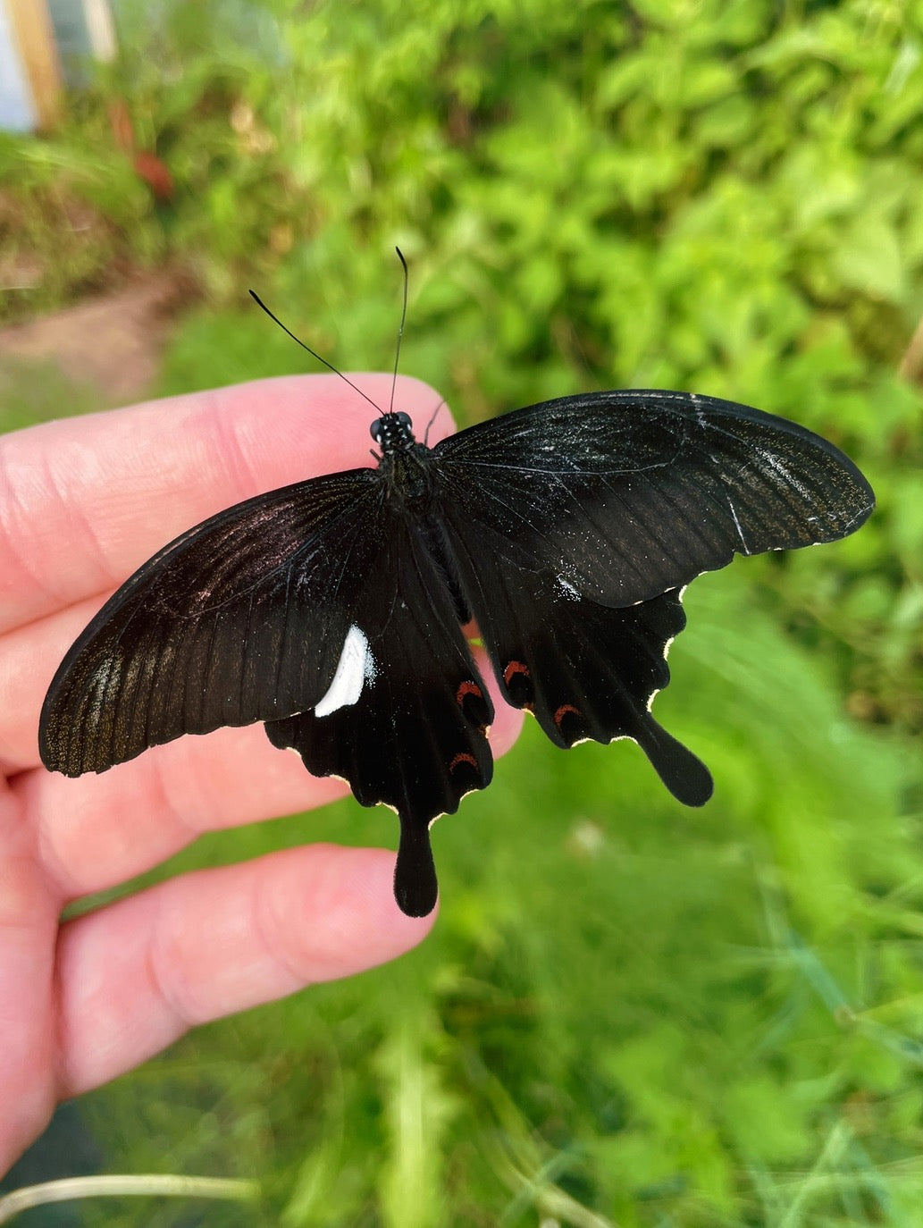 Red Helen Butterfly PUPAE (Papilio helenus)