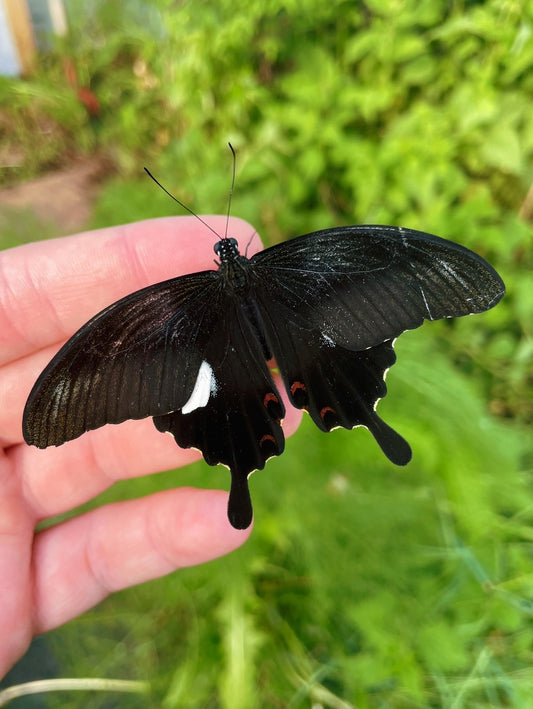 Red Helen Butterfly PUPAE (Papilio helenus)