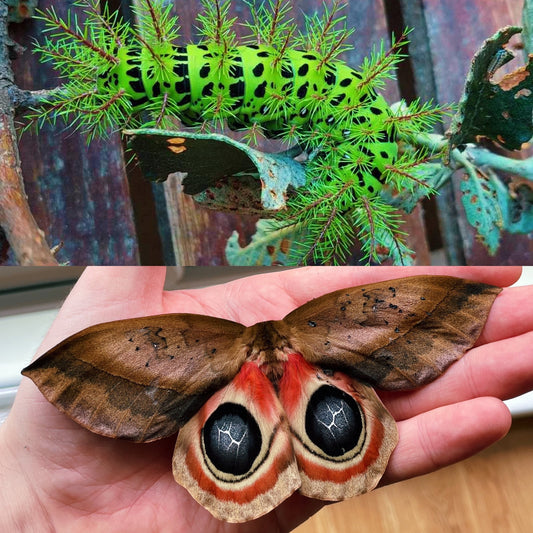 Bullseye Silk-Moth EGGS (Automeris metzli)