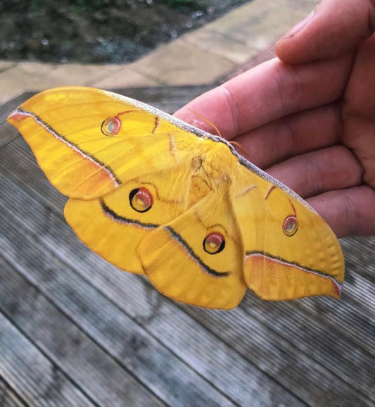 GIANT Japanese Oak Silk-Moth EGGS (Antheraea yamamai titan)