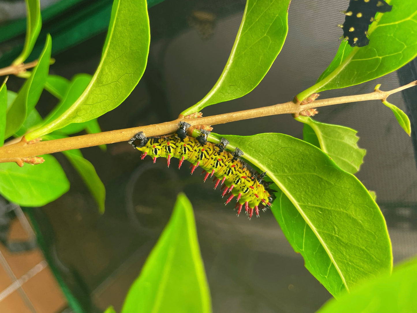 Madagascan Bullseye Moth EGGS (Antherina suraka)