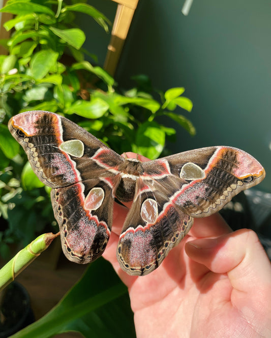 Incan Atlas Moth (Rothschildia lebeau inca) EGGS