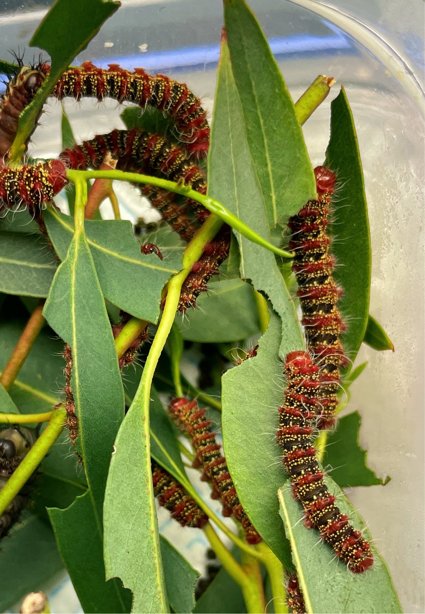 Three-Windowed Silk-Moth EGGS (Cricula trifenestrata)