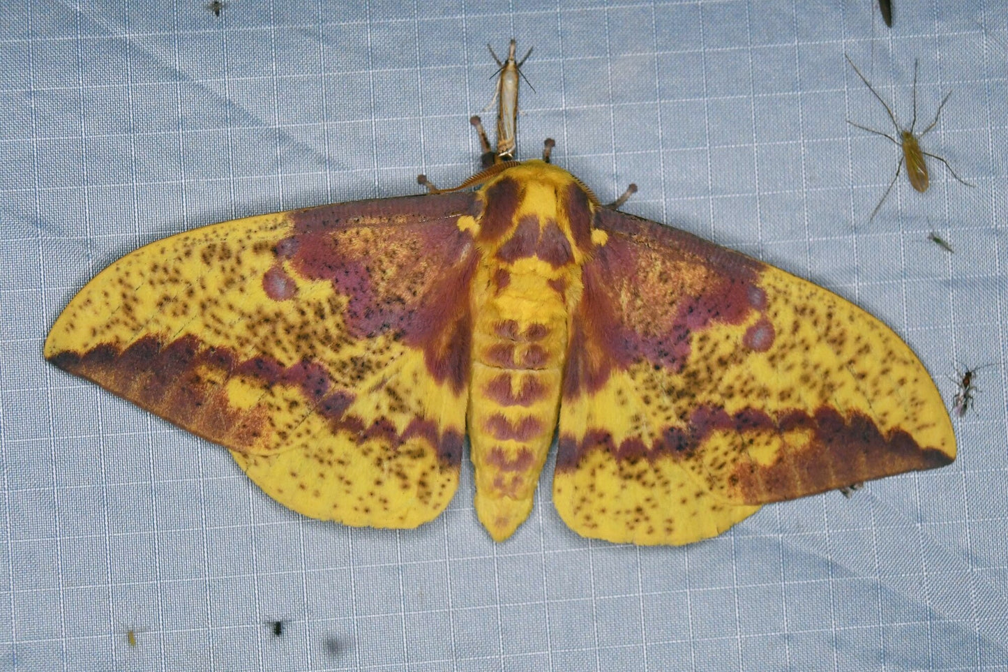 Imperial Moth PUPAE (Eacles imperialis)