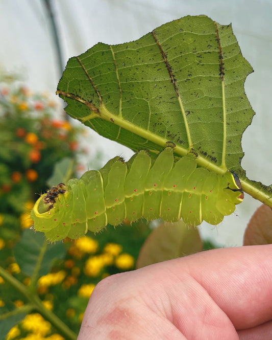 American Moon Moth (Actias luna) EGGS