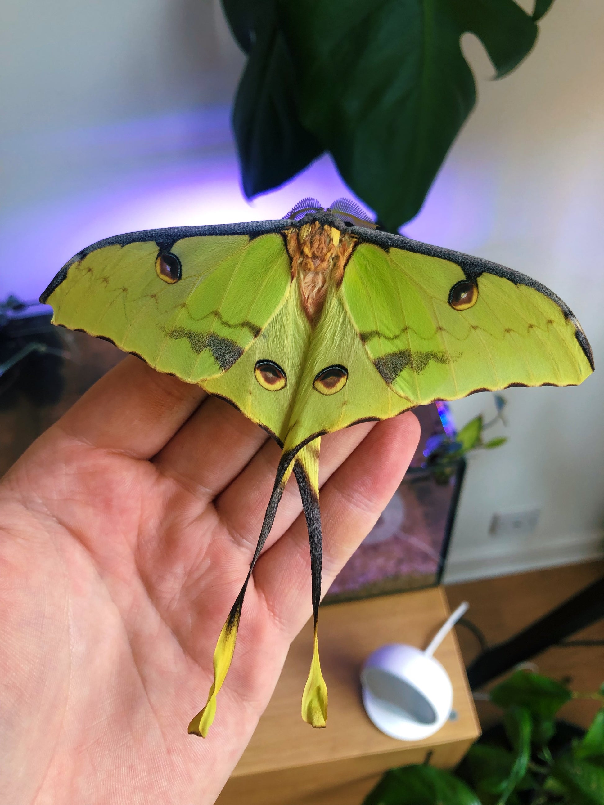 Live butterflies and moths for sale online UK. Order eggs, caterpillars, pupae, and cocoons. Watch the lifecycle unfold with insects to rear at home!