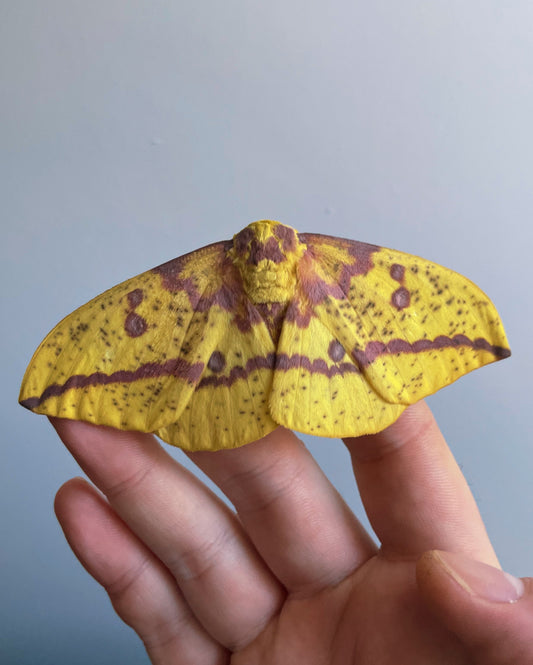 Imperial Moth EGGS (Eacles imperialis)
