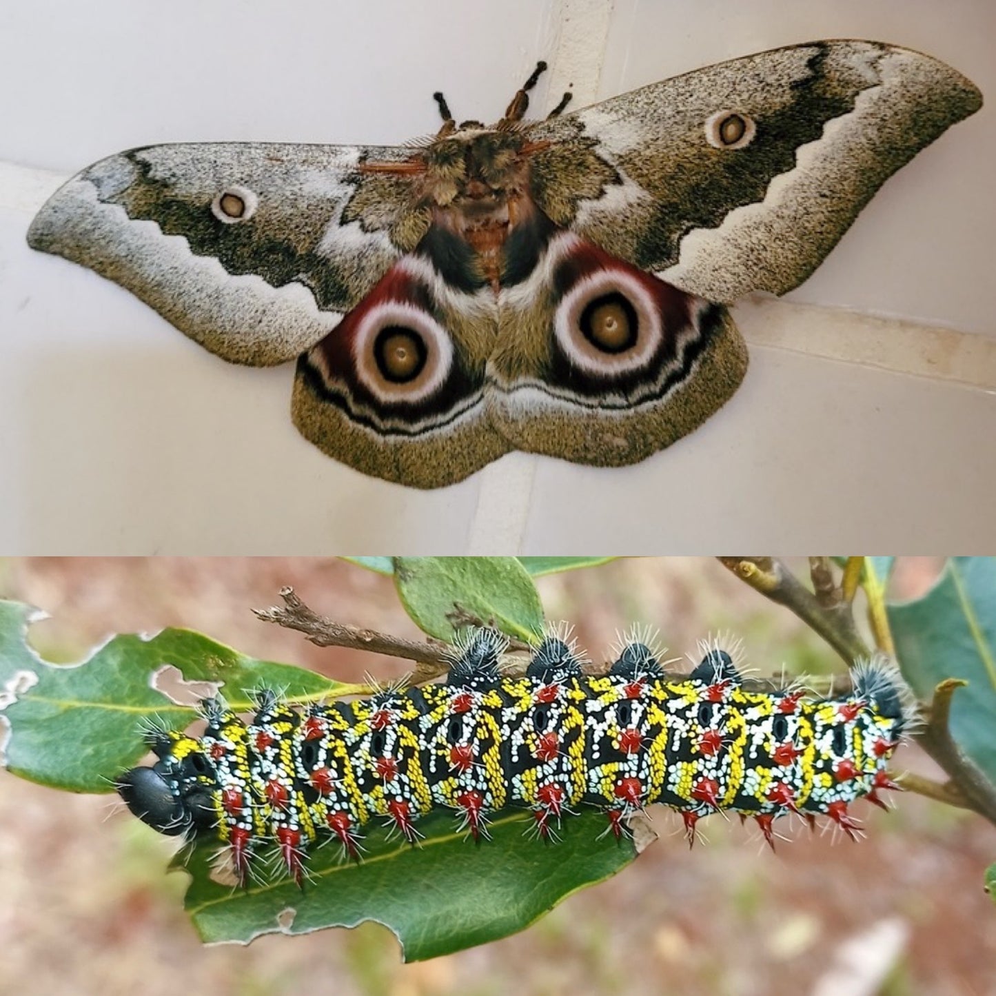 Zambezi River Emperor EGGS (Gonimbrasia zambesina)