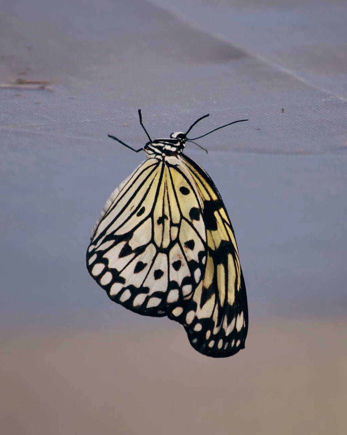Large Tree Nymph (Idea leuconoe) PUPAE