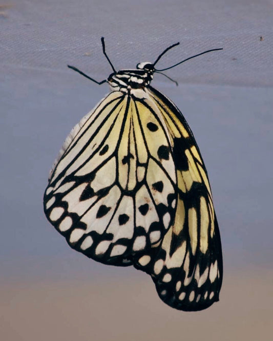 Tree Nymph PUPAE (Idea leuconoe)