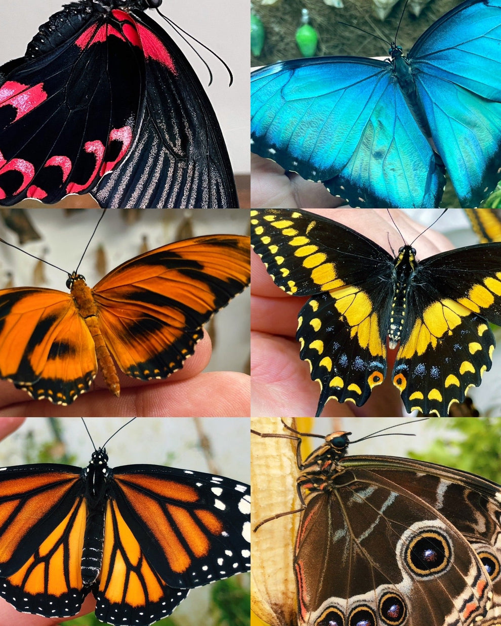 Tropical Butterfly Mix | Assorted PUPAE – Bugs & Butterflies UK