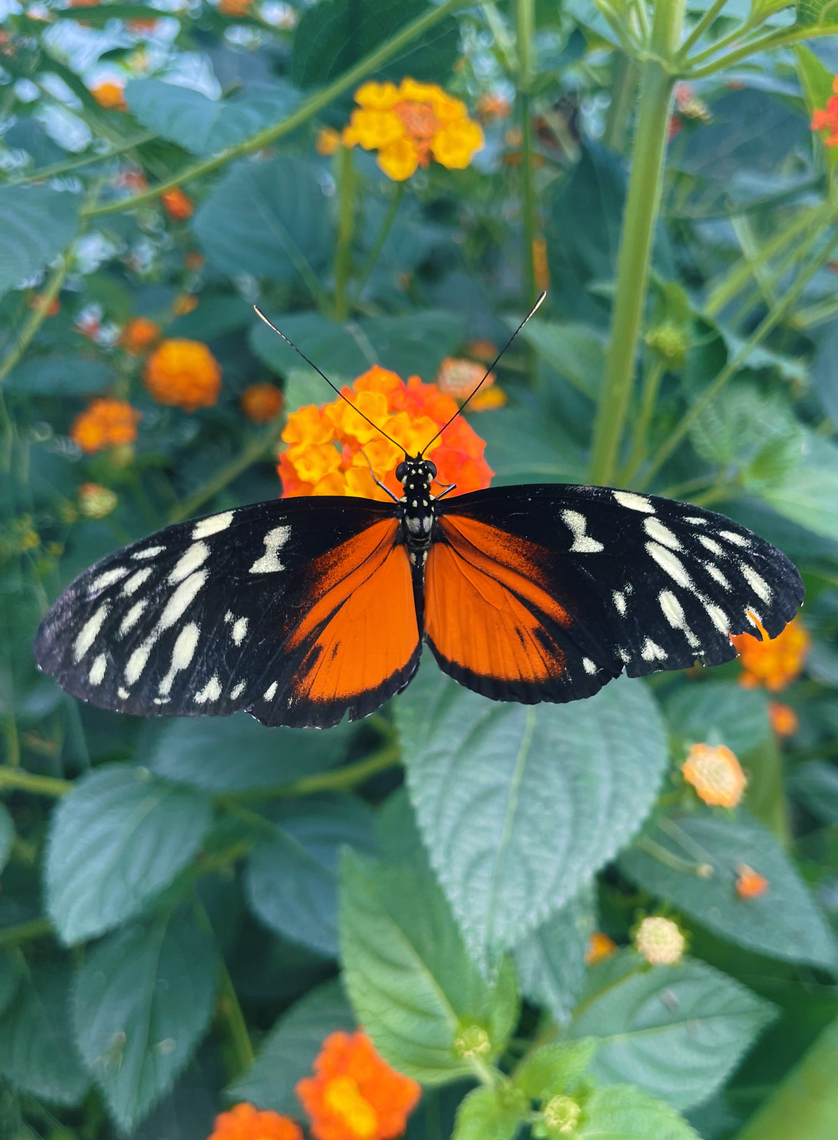 Tiger Longwing PUPAE (Heliconius hecale)
