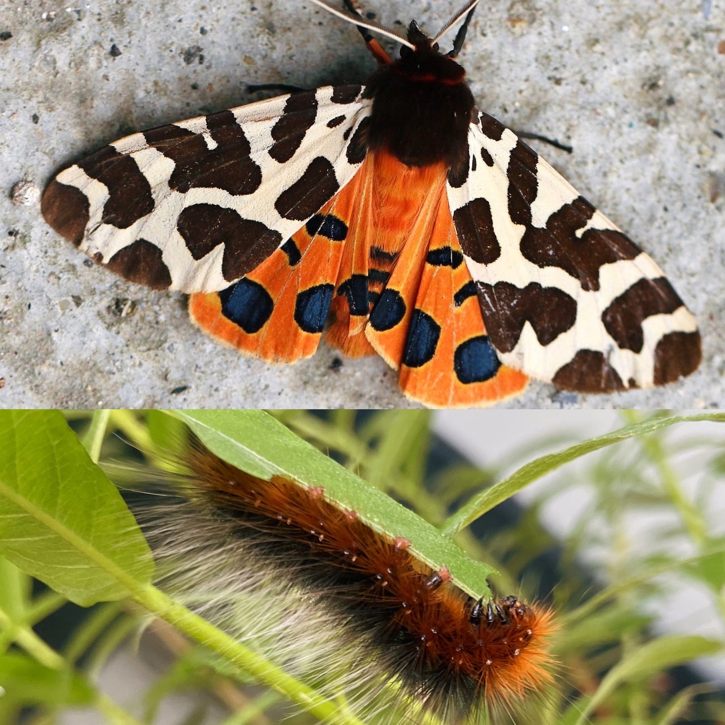 Garden Tiger Moth CATERPILLARS (Arctia caja)