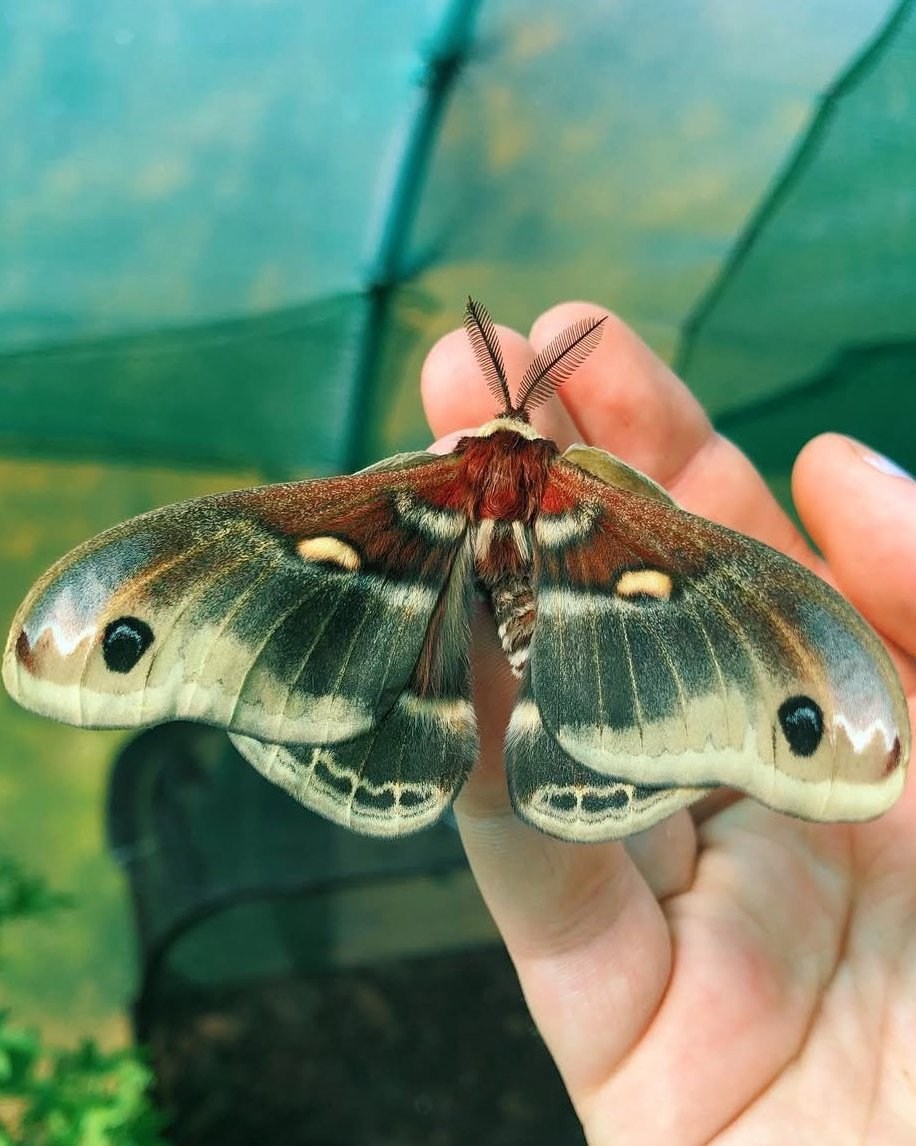 Columbia Silk-moth 