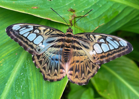 Clipper Butterfly PUPAE (Parthenos sylvia)