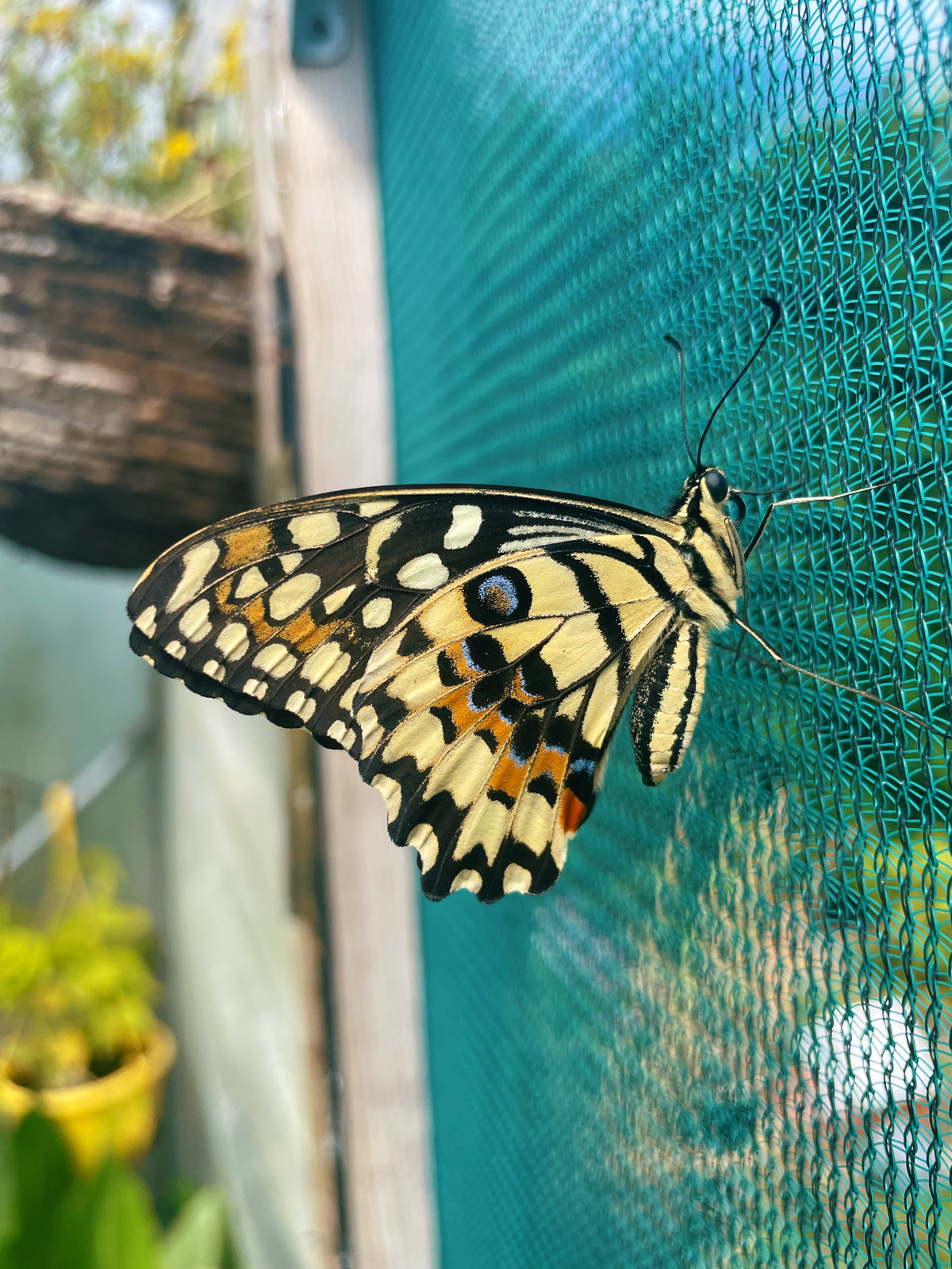 Common Lime Swallowtail PUPAE (Papilio demoleus)