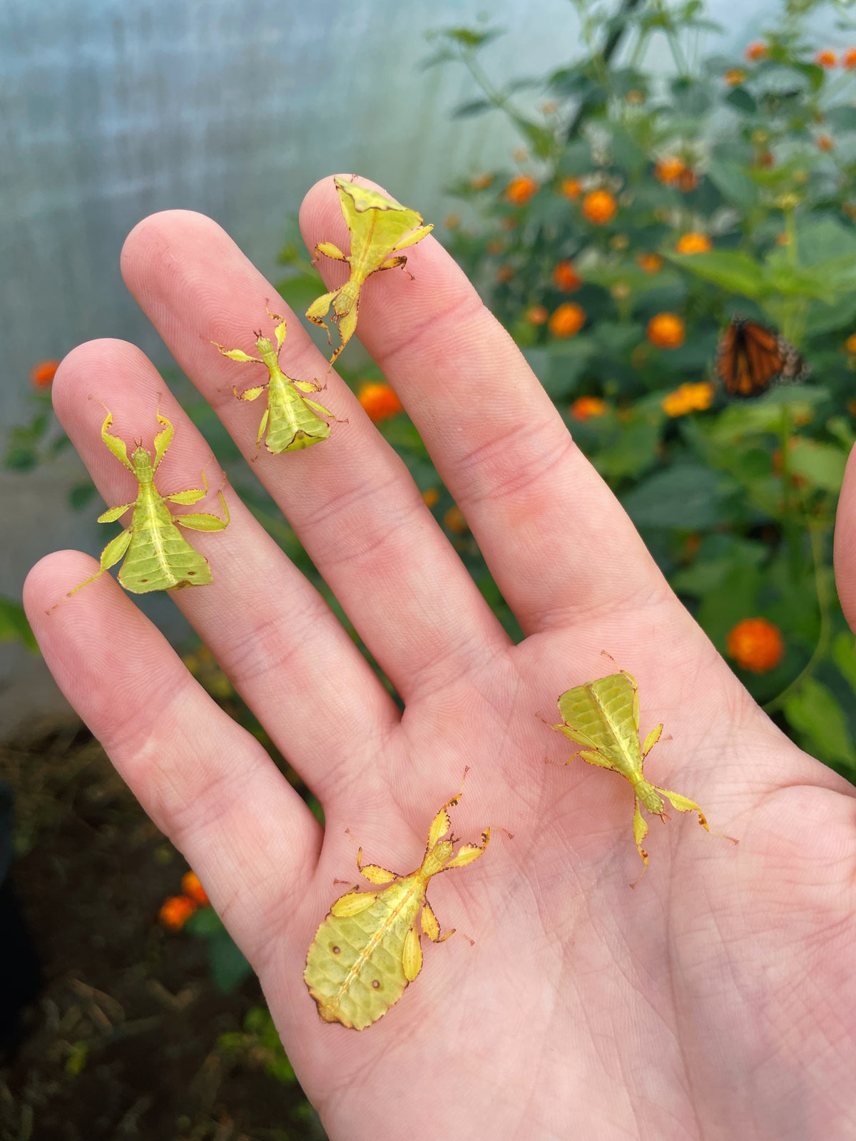 Autumn Leaf Insect NYMPHS (Phyllium tobeloense)