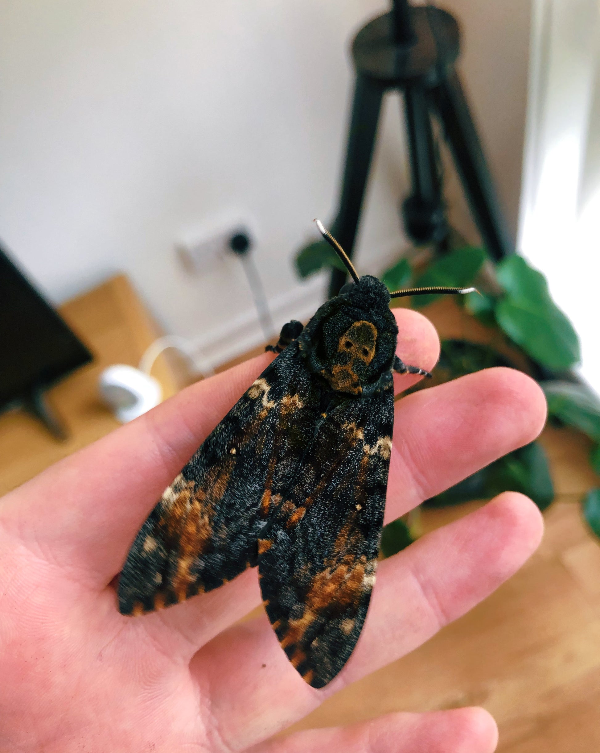 Live butterflies and moths for sale online UK. Buy eggs, caterpillars, pupae, and cocoons. Watch the lifecycle unfold with insects to rear at home!