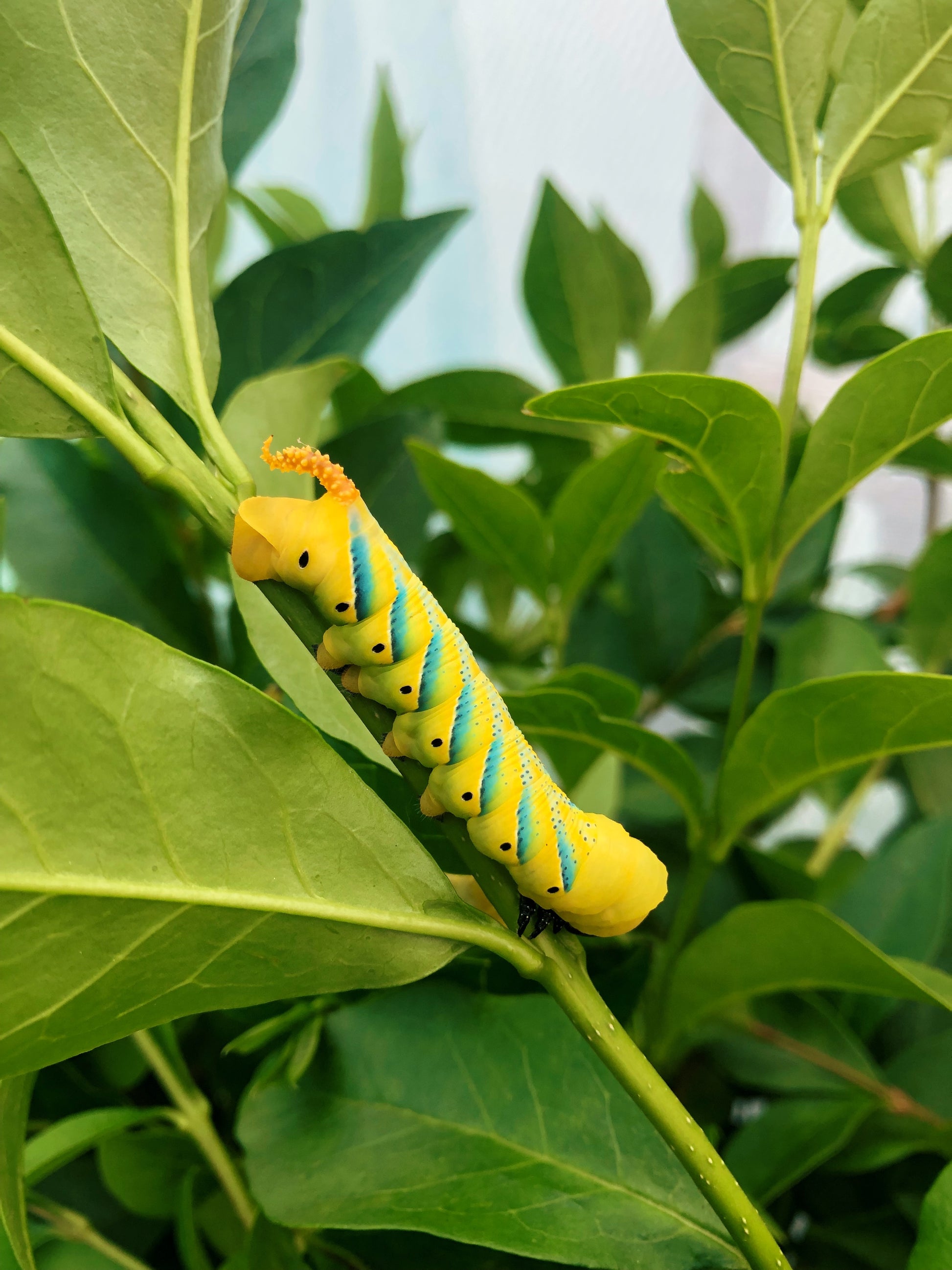 Live butterflies and moths for sale online UK. Buy eggs, caterpillars, pupae, and cocoons. Watch the lifecycle unfold with insects to rear at home!