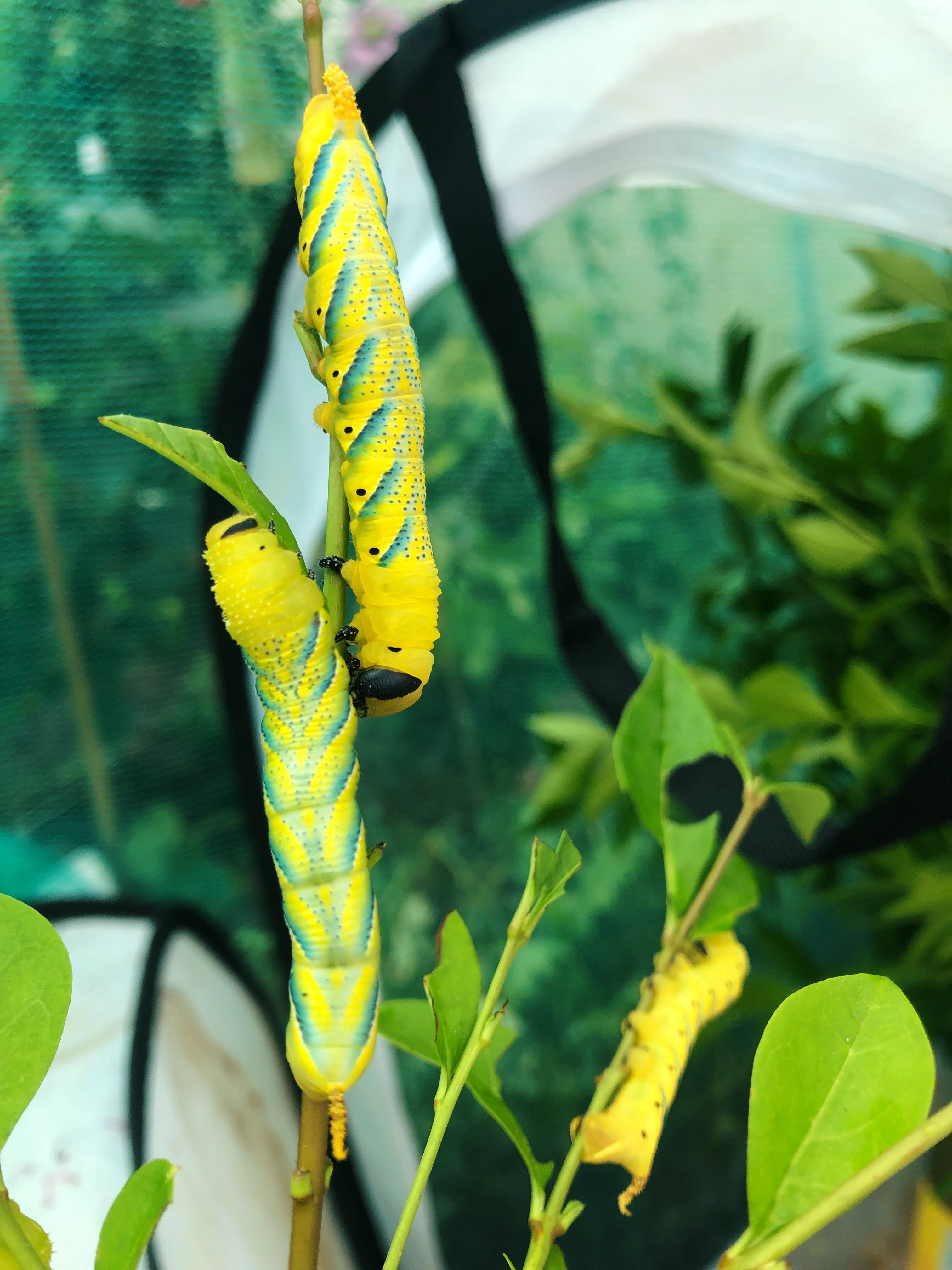 Live butterflies and moths for sale online UK. Order eggs, caterpillars, pupae, and cocoons. Watch the lifecycle unfold with insects to rear at home!