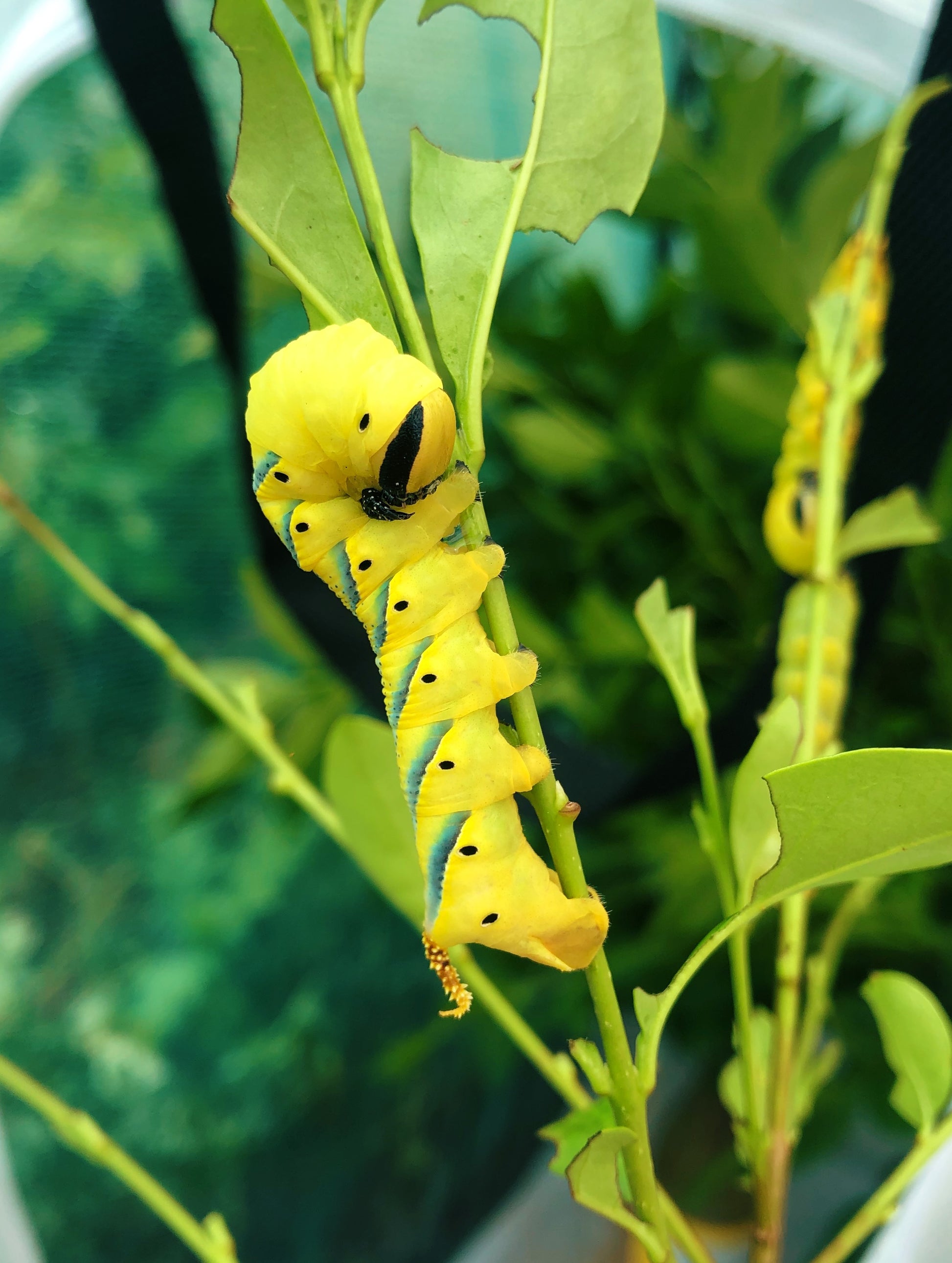 Live butterflies and moths for sale online UK. Buy eggs, caterpillars, pupae, and cocoons. Watch the lifecycle unfold with insects to rear at home!