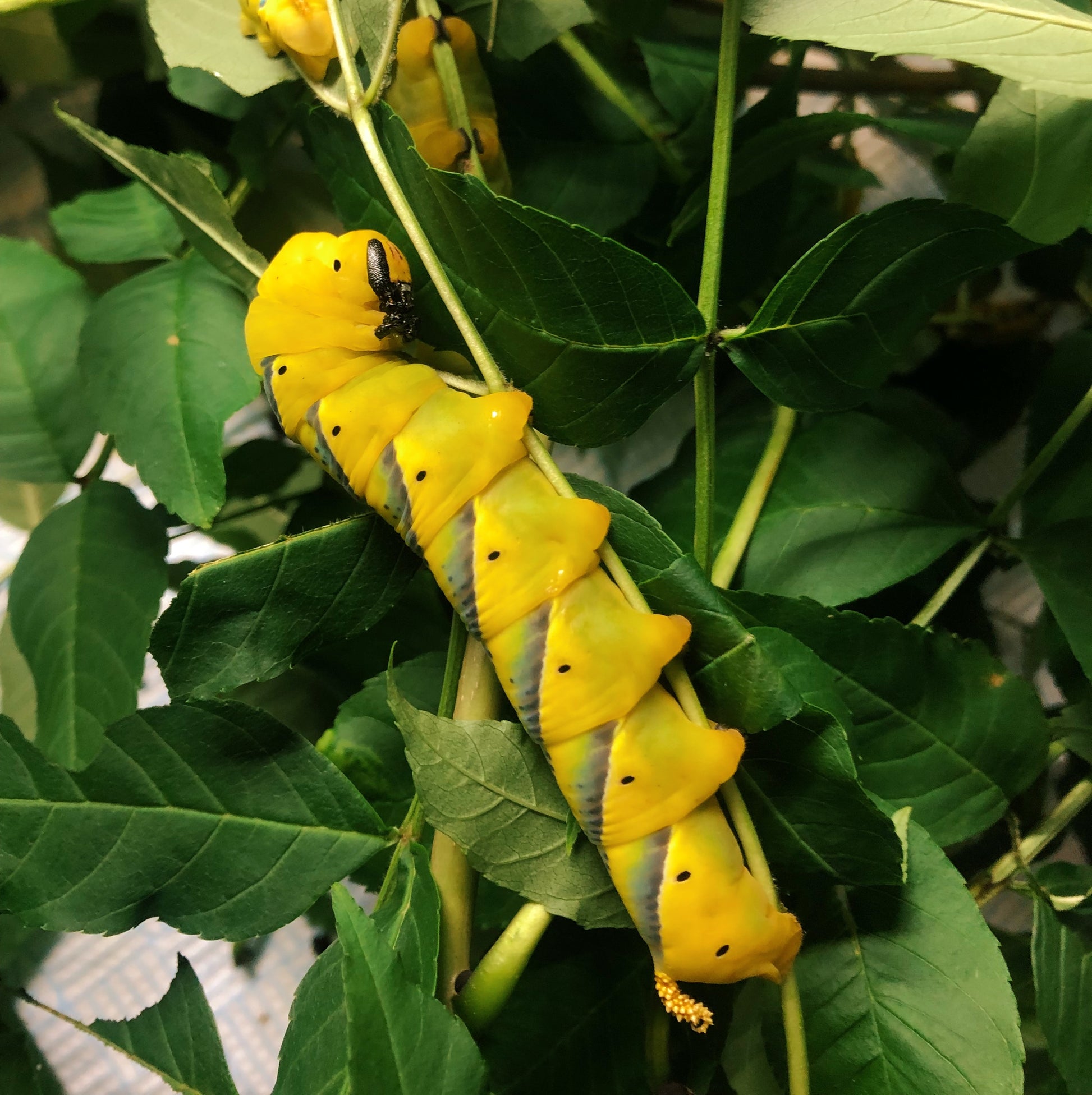 Live butterflies and moths for sale online UK. Order eggs, caterpillars, pupae, and cocoons. Watch the lifecycle unfold with insects to rear at home!