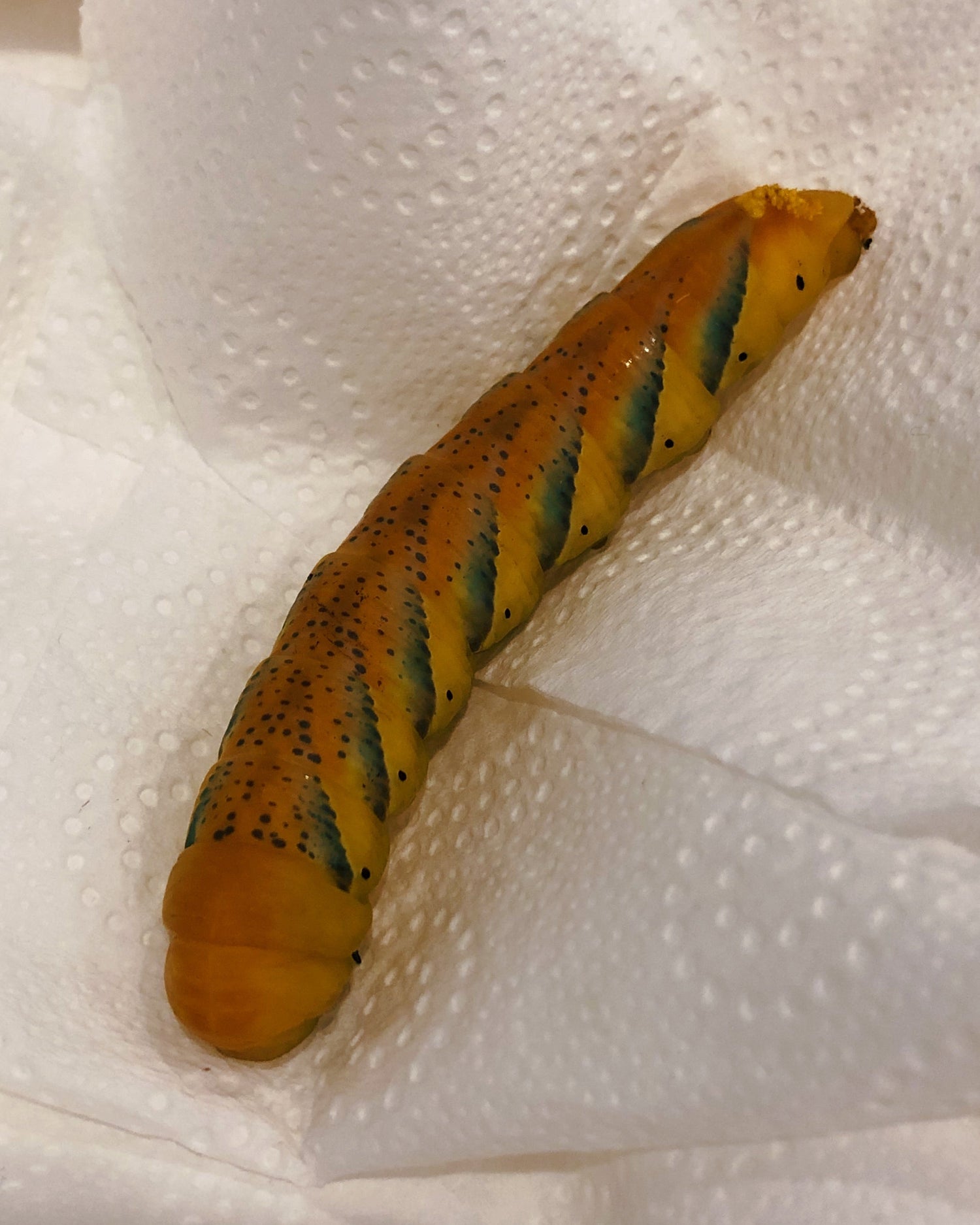 Live butterflies and moths for sale online UK. Order eggs, caterpillars, pupae, and cocoons. Watch the lifecycle unfold with insects to rear at home!