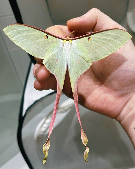 Live Actias dubernardi Chinese Moon Moth Eggs for sale