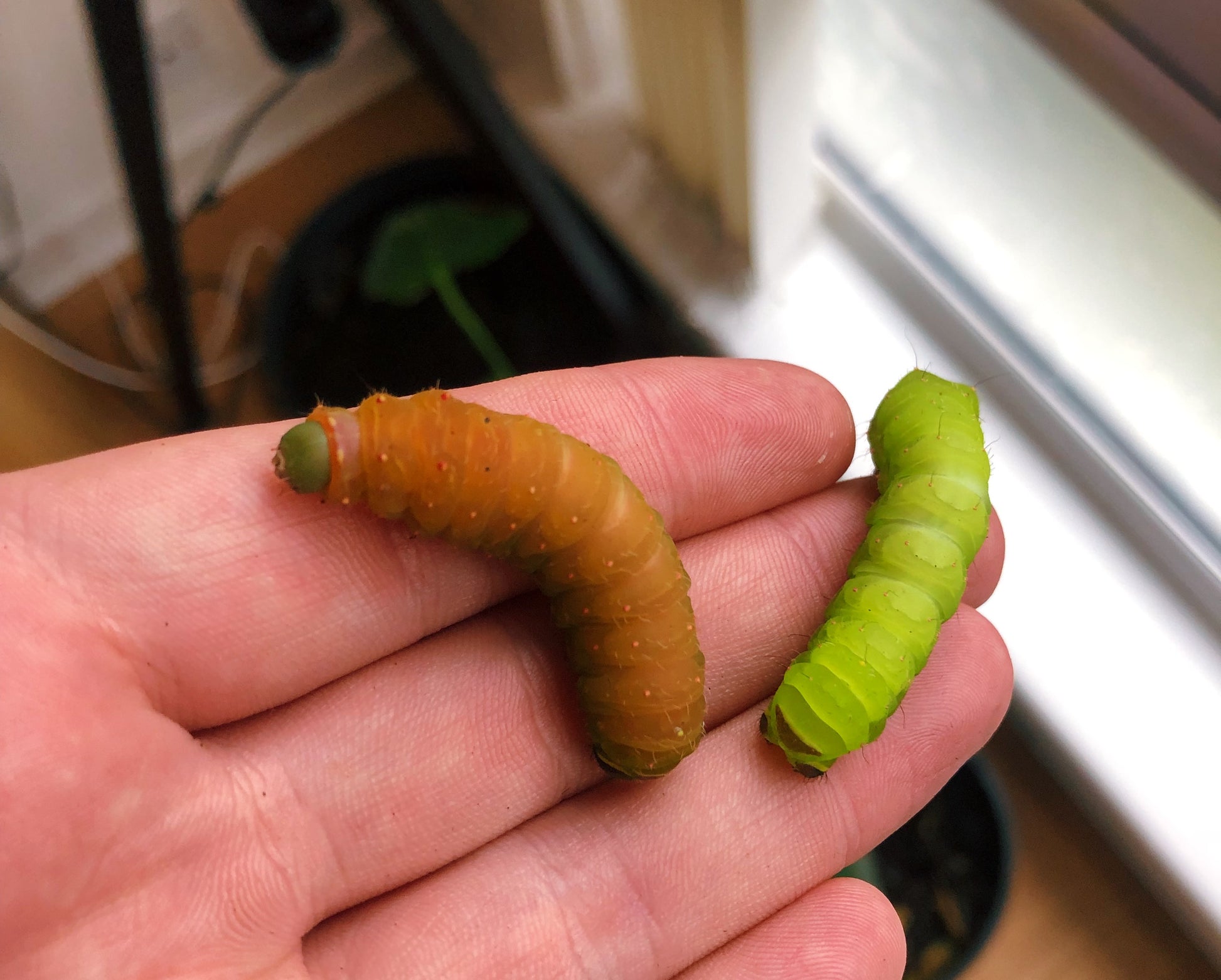 Live butterflies and moths for sale online UK. Order eggs, caterpillars, pupae, and cocoons. Watch the lifecycle unfold with insects to rear at home!