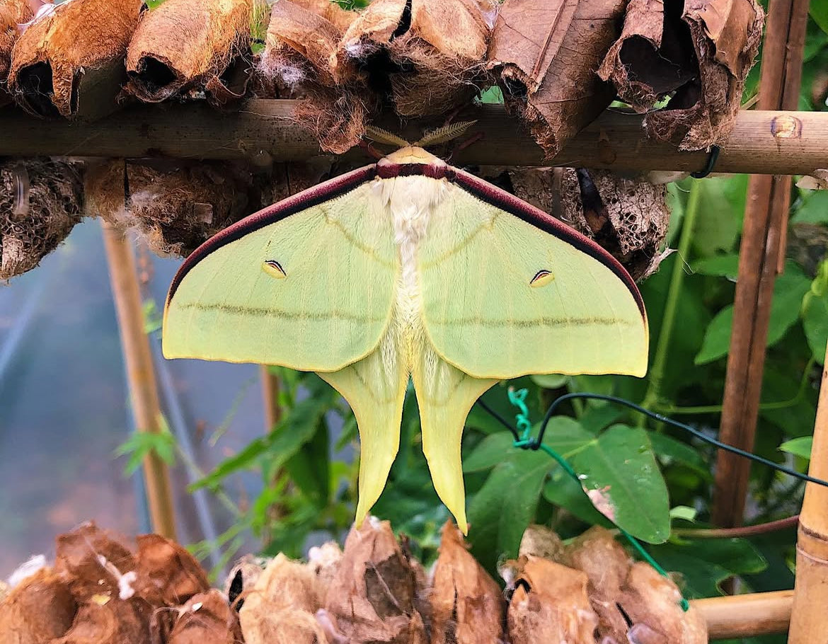 Chinese Moon Moth (Actias ningpoana) | COCOONS