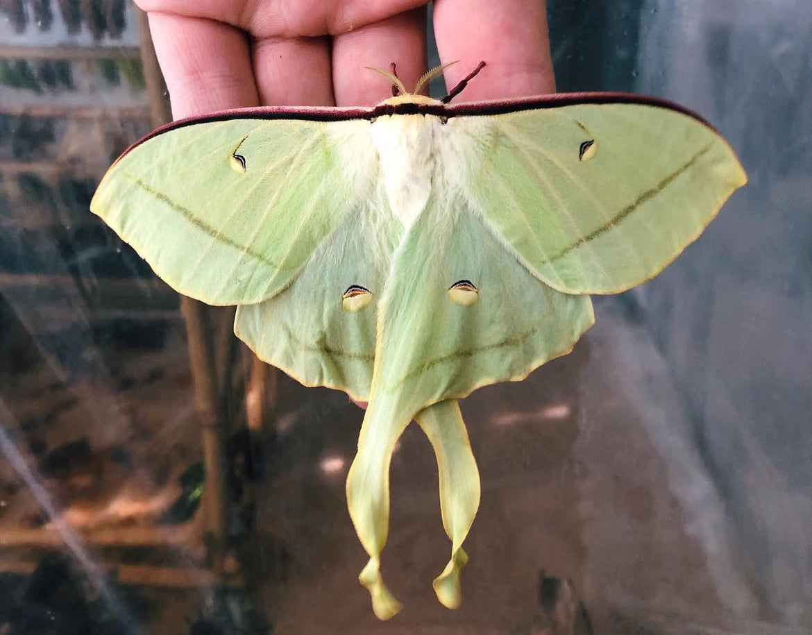 Chinese Moon Moth (Actias ningpoana) | COCOONS