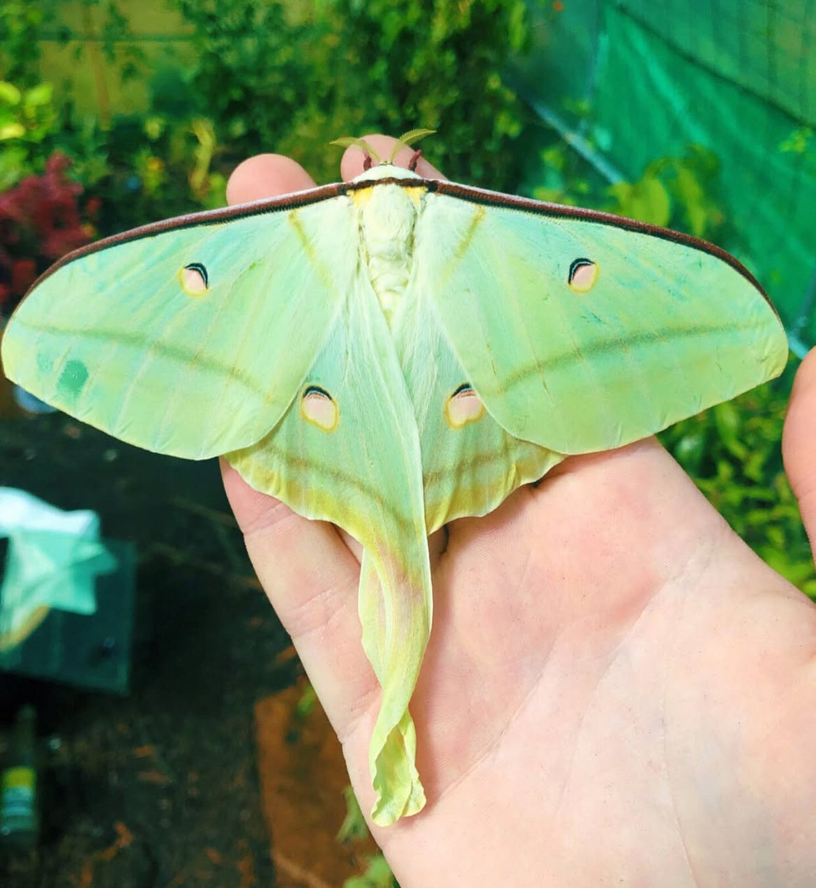 Live butterflies and moths for sale online UK. Order eggs, caterpillars, pupae, and cocoons. Watch the lifecycle unfold with insects to rear at home!