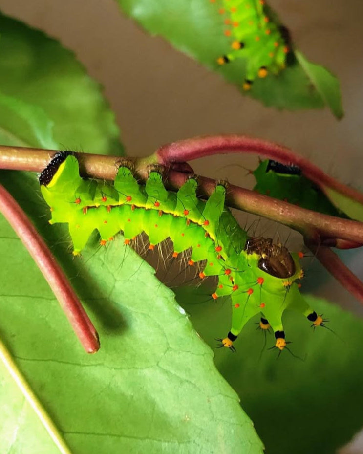 Live butterflies and moths for sale online UK. Order eggs, caterpillars, pupae, and cocoons. Watch the lifecycle unfold with insects to rear at home!