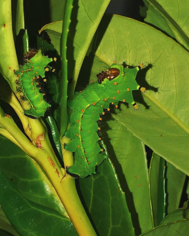 Live butterflies and moths for sale online UK. Order eggs, caterpillars, pupae, and cocoons. Watch the lifecycle unfold with insects to rear at home!