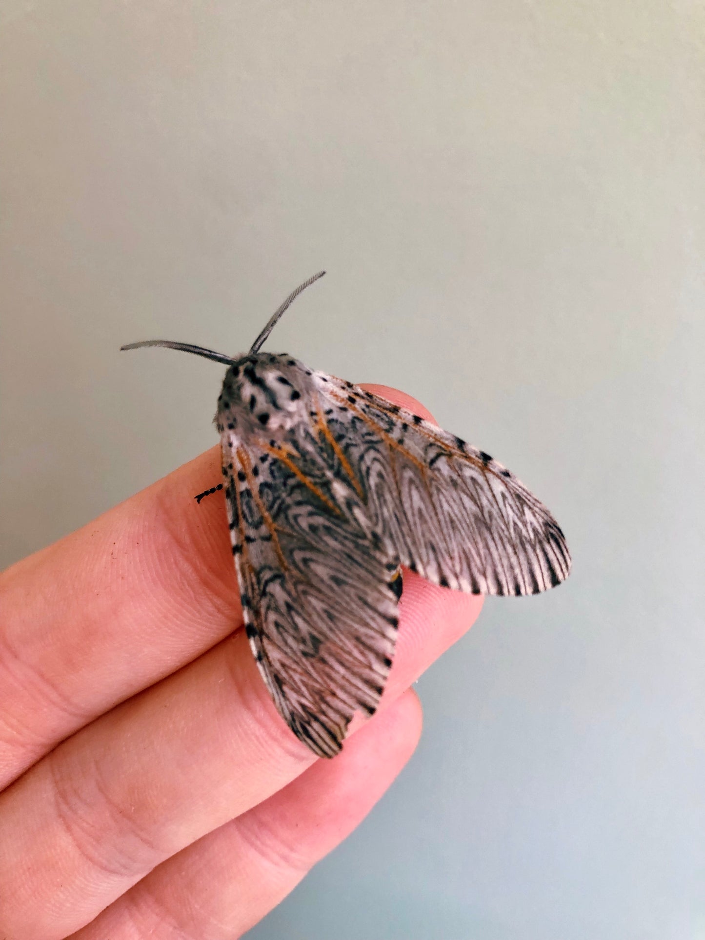 Live butterflies and moths for sale online UK. Order eggs, caterpillars, pupae, and cocoons. Watch the lifecycle unfold with insects to rear at home!