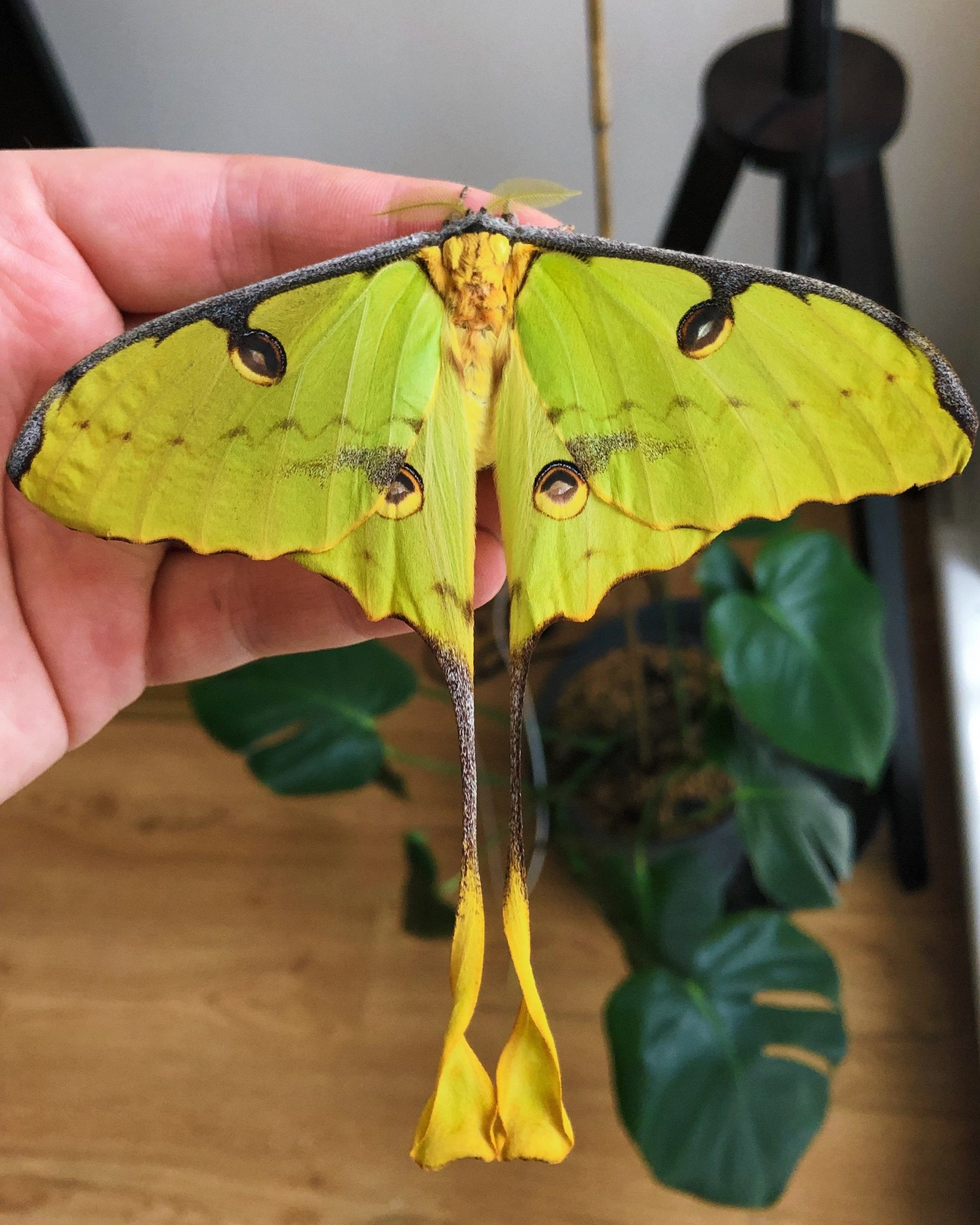 Argema mimosae eggs and cocoons for sale UK